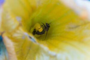 uma abelha colecionar néctar a partir de uma abóbora flor. uma abelha senta em a pilão do enorme amarelo abóbora flor. foto