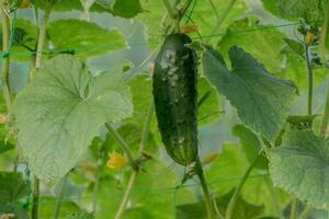 1 verde maduro pepino em uma arbusto entre a folhas. pepino em a fundo do a jardim. foto