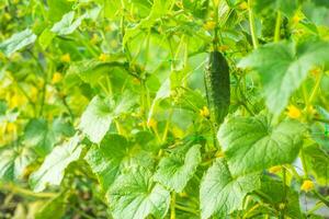 1 verde maduro pepino em uma arbusto entre a folhas. pepino em a fundo do a jardim. foto