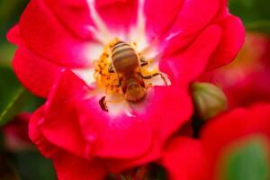 abelha em branco rosa. abelha perto a pistilo rosa. coletar pólen a partir de jardim rosas. foto