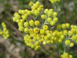 amarelo flores imortela fechar-se contra a fundo do a terra Visão a partir de acima. medicinal plantas do Europa dentro julho. foto