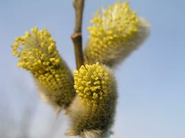 não fofo florescendo inflorescências amentilhos azevinho salgueiro dentro cedo Primavera antes a folhas. querida plantas Ucrânia. coletar pólen a partir de flores foto