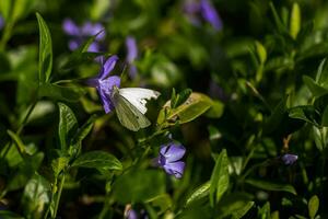 doente velho borboleta com desgastado asa coleta néctar e pólen a partir de roxa vinca flor. foto