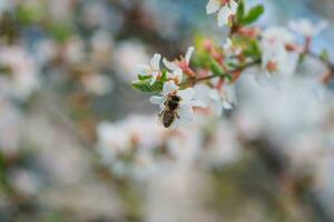 abelha em flor do namorando cereja prunus tomentosa foto