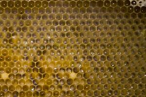 favos de mel com larvas do abelhas. ampla branco abelha larvas. foto