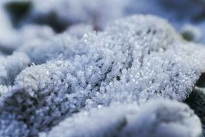 folhas do plantas coberto com gelo cristais. geada em chão. primeiro geadas. frio temporada. outono frio. foto