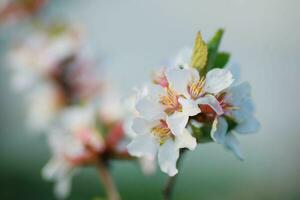 flor do namorando cereja prunus tomentosa foto