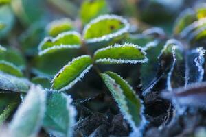 folhas do plantas coberto com gelo cristais. geada em chão. primeiro geadas. frio temporada. outono frio. foto