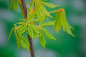 modesto castanha Novo folhas dentro Primavera. brilhante verde folhas fechar acima. fundo para Primavera protetores de tela em telefone. Renascimento do natureza. florescendo brotos em árvores foto