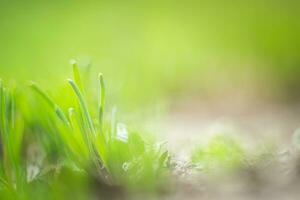 jovem verde Relva brotos em uma verde fundo. Primavera fundo. fresco microgreens. foto