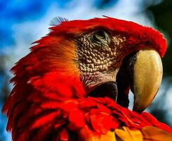 uma fechar acima do uma vermelho papagaio com uma azul céu fundo foto