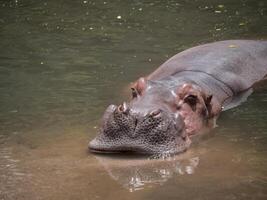 hipopótamos na água foto