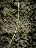 uma libélula desembarcou em uma plantar ramo foto
