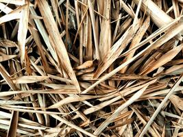 pilha do seco bambu folhas este outono durante a grandes seco estação foto