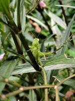 uma verde gafanhoto é empoleirado e comendo plantar folha foto