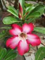 Japão adenium ou adenium obesum flor é florescendo foto