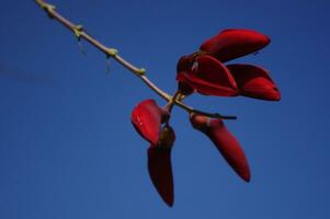 dadap flores ou eritrina fusca em uma azul céu fundo foto