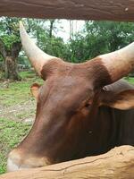 ankole longhorn gado ou bos Touro Touro watusi é a africano gado com muito ampla chifres foto