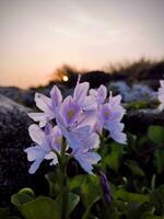 água jacinto flores ou eichhornia crassipes crescendo em a Beira do a lago foto