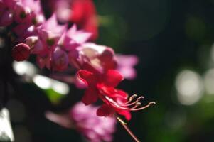 beleza arbusto flor ou Clerodendrum thomsoniae foto