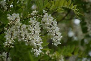 floração acácia branco uvas foto