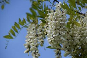 floração acácia branco uvas foto