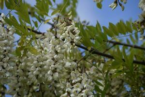 floração acácia branco uvas foto