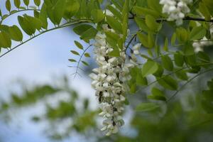 floração acácia branco uvas foto