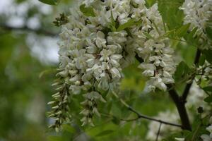 floração acácia branco uvas foto