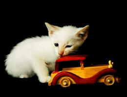uma branco gatinho jogando com uma de madeira brinquedo carro foto