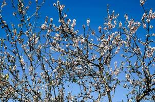 uma árvore com Rosa flores contra uma azul céu foto