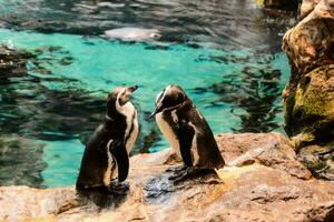 dois pinguins em pé em pedras dentro a aquário foto