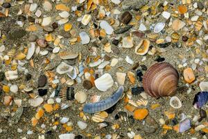 uma variedade do cartuchos e de outros mar criaturas em a areia foto