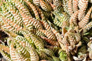 uma fechar acima do uma plantar com muitos diferente cores foto