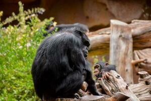 chimpanzé família às a jardim zoológico foto