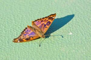 uma borboleta com roxa e azul asas em uma verde superfície foto