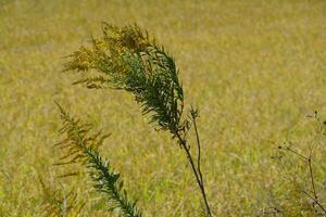 uma campo do amarelo Relva com alguns alta plantas foto