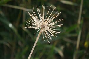 uma solteiro flor com grandes hastes foto