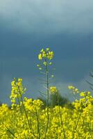 estupro amarelo flor foto