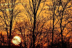 a Sol conjuntos atrás uma árvore linha dentro a fundo foto