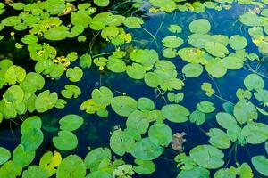 água lírio plantas dentro a lagoa foto