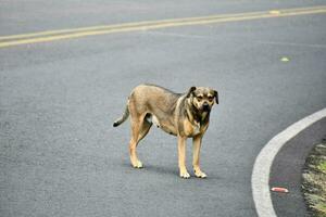 uma cachorro em pé em a lado do a estrada foto