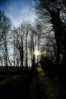 a Sol brilha através a árvores dentro uma campo foto