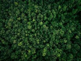 aéreo topo Visão do verde árvores dentro floresta. zangão Visão do denso verde árvore captura co2. verde árvore natureza fundo para carbono neutralidade e internet zero emissões conceito. sustentável verde ambiente. foto