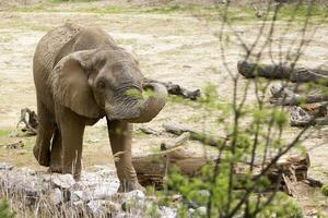 elefante dentro uma compensação foto