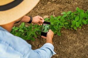 agricultor fotografando cultivo com telefone dentro dele crescendo soja campo foto