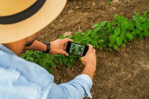 agricultor fotografando cultivo com telefone dentro dele crescendo soja campo foto