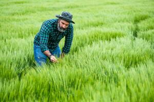 agricultor é em pé dentro dele crescendo trigo campo foto