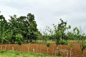 uma campo com árvores e sujeira foto