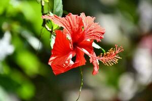 uma vermelho flor é em uma ramo dentro a Sol foto